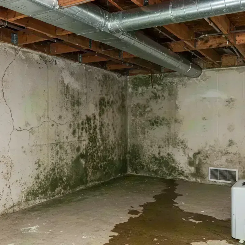 Professional Mold Removal in Aitkin, MN